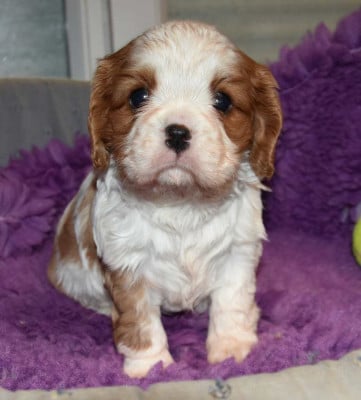 Les chiots de Cavalier King Charles Spaniel