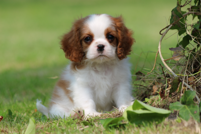 Les chiots de Cavalier King Charles Spaniel