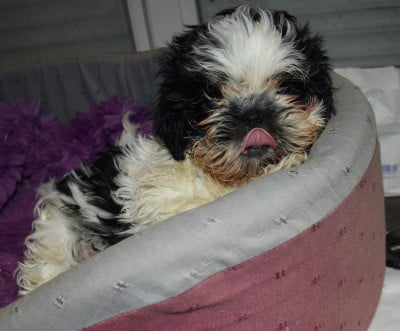 Les chiots de Shih Tzu