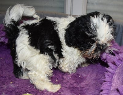 Les chiots de Shih Tzu