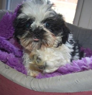 Les chiots de Shih Tzu