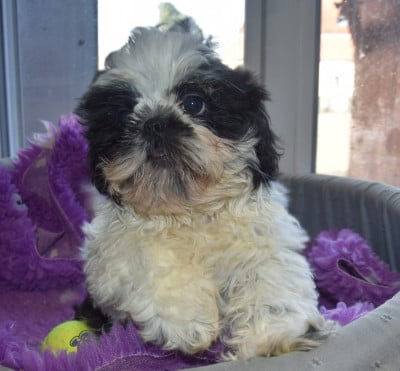 Les chiots de Shih Tzu