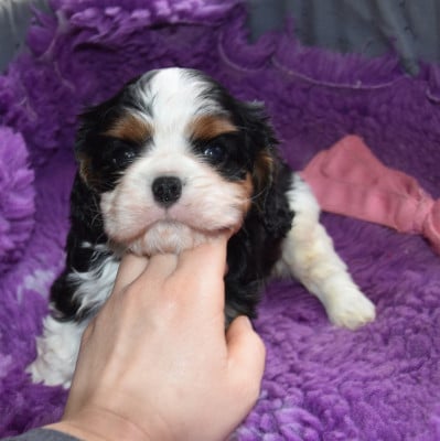 Les chiots de Cavalier King Charles Spaniel