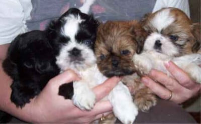 Les chiots de Shih Tzu
