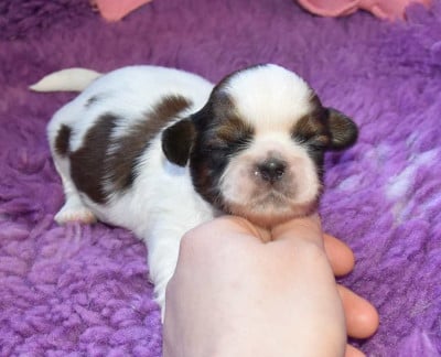 CHIOT 2 B.............. de la maison du ryez - Shih Tzu