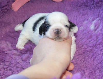 CHIOT 4 B................ de la maison du ryez - Shih Tzu