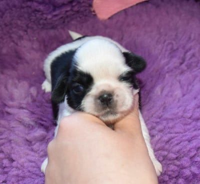 CHIOT 5 B.............. de la maison du ryez - Shih Tzu