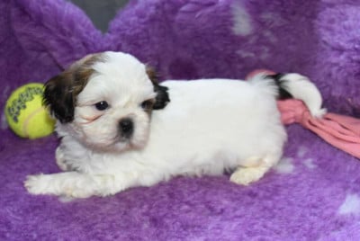 Les chiots de Shih Tzu