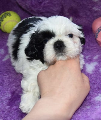 Les chiots de Shih Tzu