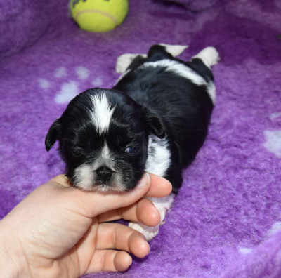 Les chiots de Shih Tzu