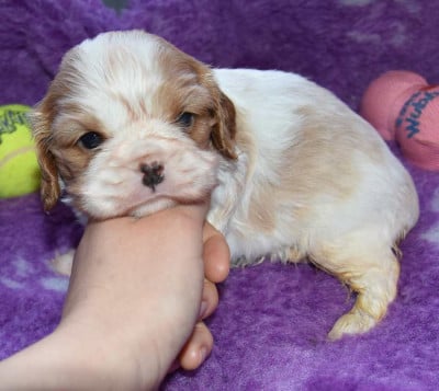 Les chiots de Cavalier King Charles Spaniel