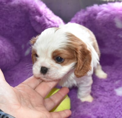 Les chiots de Cavalier King Charles Spaniel