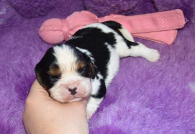 Les chiots de Cavalier King Charles Spaniel