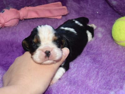 Les chiots de Cavalier King Charles Spaniel