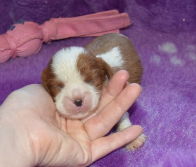 Les chiots de Cavalier King Charles Spaniel