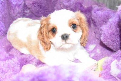 Les chiots de Cavalier King Charles Spaniel