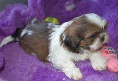 Les chiots de Shih Tzu