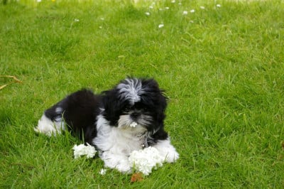 CE CHIOT EST VENDU - Shih Tzu