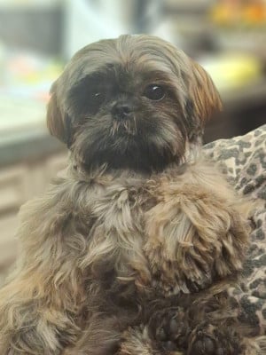 CE CHIOT EST VENDU - Shih Tzu
