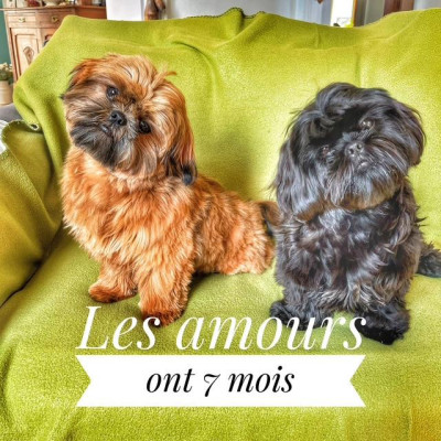 CE CHIOT EST VENDU - Shih Tzu