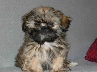 CE CHIOT EST VENDU - Shih Tzu