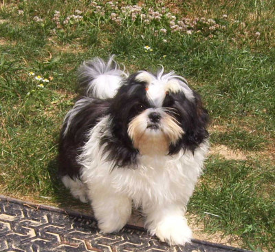 CE CHIOT EST VENDU - Shih Tzu
