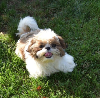 CE CHIOT EST VENDU - Shih Tzu