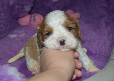 Chiot N°1 B............. de la maison du ryez - Cavalier King Charles Spaniel