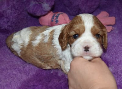 Chiot N°2 B............ de la maison du - Cavalier King Charles Spaniel