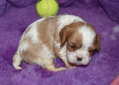 Chiot N°3 B.................. de la maison du ryez - Cavalier King Charles Spaniel