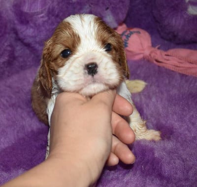 Chiot N°5 B.............. de la maison du ryez - Cavalier King Charles Spaniel