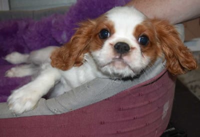 DISPONIBLE CHEZ TOPAZE - Cavalier King Charles Spaniel