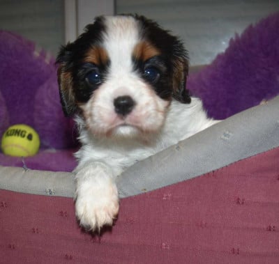 DISPONIBLE CHEZ VENISE - Cavalier King Charles Spaniel