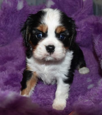 DISPONIBLE CHEZ VENISE - Cavalier King Charles Spaniel