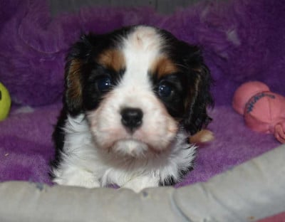 Les chiots de Cavalier King Charles Spaniel