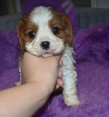 Les chiots de Cavalier King Charles Spaniel
