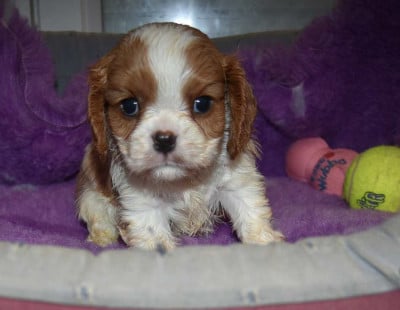 Les chiots de Cavalier King Charles Spaniel