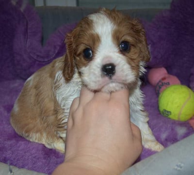 Les chiots de Cavalier King Charles Spaniel