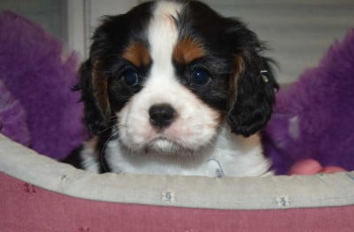 Les chiots de Cavalier King Charles Spaniel