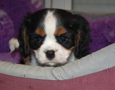 Les chiots de Cavalier King Charles Spaniel