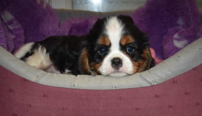 Les chiots de Cavalier King Charles Spaniel