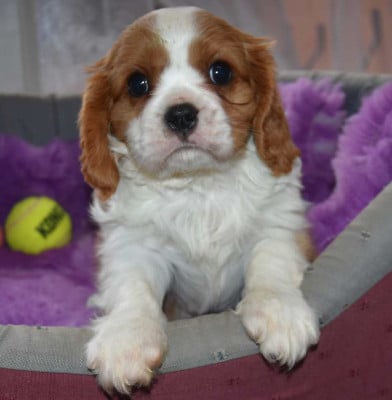 Les chiots de Cavalier King Charles Spaniel
