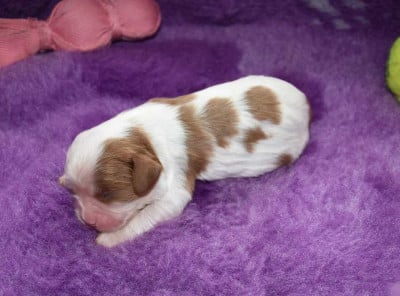 Les chiots de Cavalier King Charles Spaniel