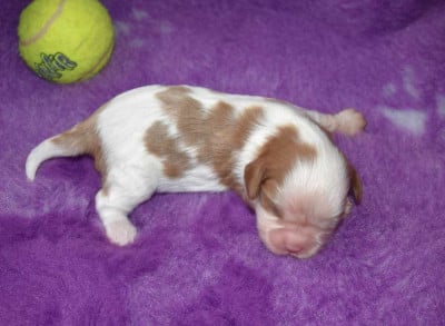 Les chiots de Cavalier King Charles Spaniel