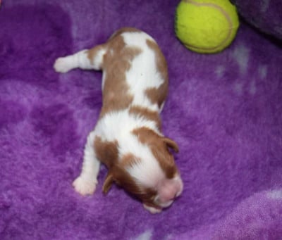 Les chiots de Cavalier King Charles Spaniel