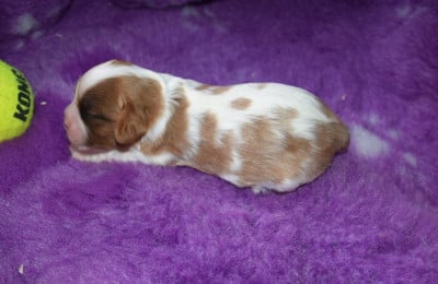 Les chiots de Cavalier King Charles Spaniel