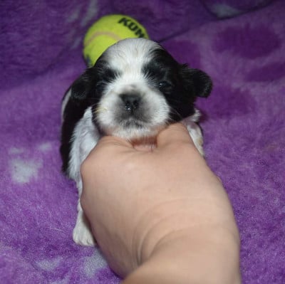 CHIOT 2 B................ de la maison du ryez - Shih Tzu