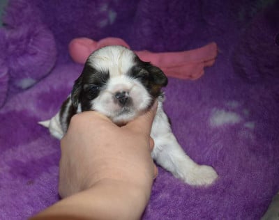 CHIOT 3 B................ de la maison du ryez - Shih Tzu