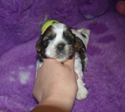 CHIOT 4 B................ de la maison du ryez - Shih Tzu