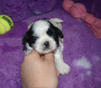 CHIOT 5 B................ de la maison du ryez - Shih Tzu